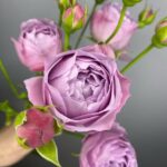 Роза Кустовая Lavender Bubbles