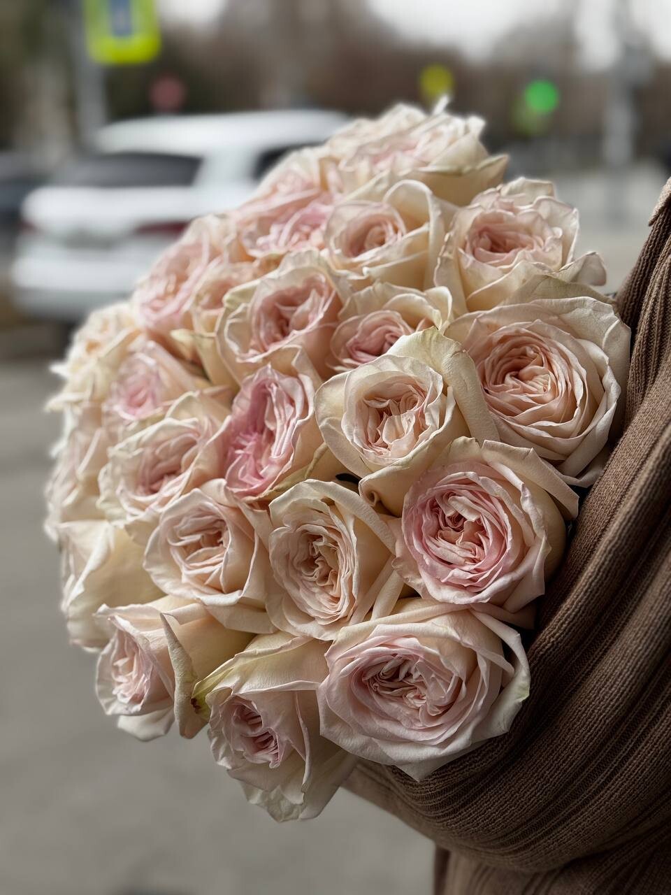 Роза White O`hara